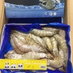 馬來西亞活凍白蝦