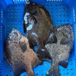 澎湖野生斑點石鯛